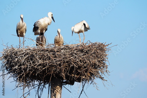preciosas tomas de cigüeñas practicando el vuelo, oteando desde lo alto del nido,, vigilantes, lago de ivars y vilasana, cataluña, españa 