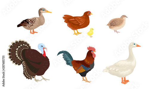 Farm birds set isolated on white background. Poultry yard. Vector illustration of a turkey, goose, duck, quail, rooster and chicken with little chick in cartoon simple flat style.