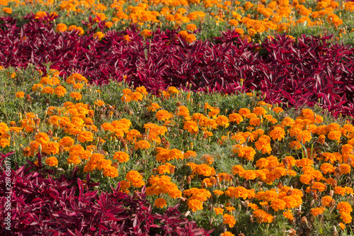 flowerbed with marigold