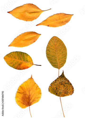 autumn leaves on a white background. Yellow, red, speckled green leaves of maple, poplar, sea buckthorn.
