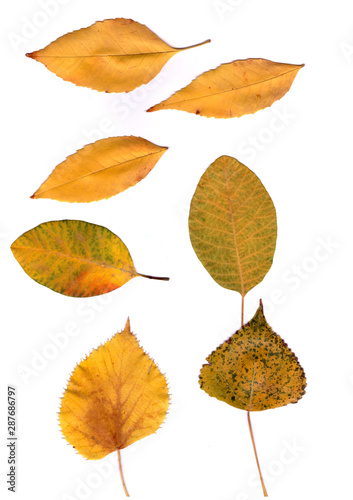autumn leaves on a white background. Yellow, red, speckled green leaves of maple, poplar, sea buckthorn.