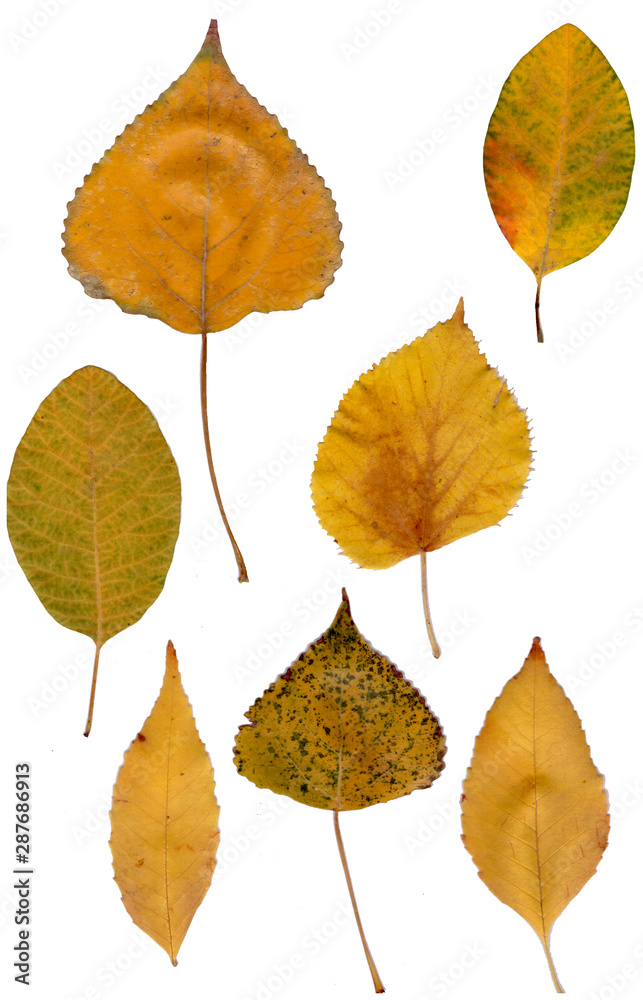 autumn leaves on a white background. Yellow, red, speckled green leaves of maple, poplar, sea buckthorn. autumn leaves on a white background. Yellow, red, speckled green leaves of maple, poplar, sea buckthorn.