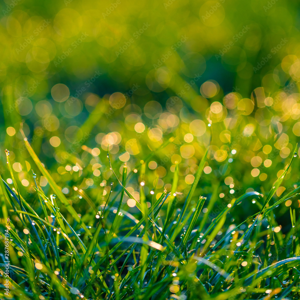 Obraz premium grass with dew drops closeup
