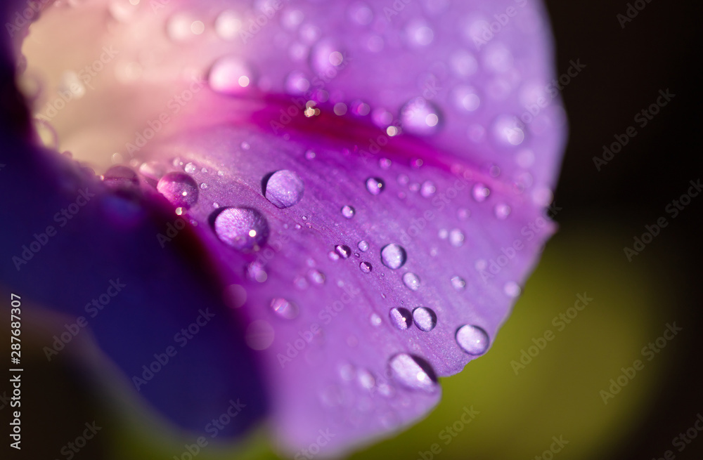 garden bindweed flower closeup garden bindweed flower closeup