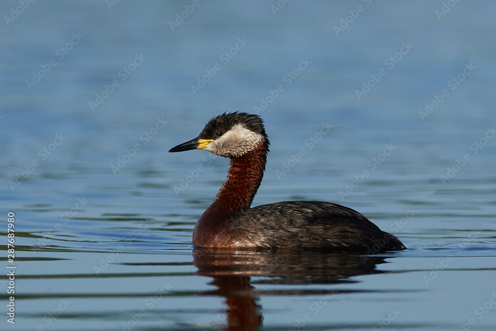 Red-necked grebe (Podiceps grisegena) in its habitat in Denmark