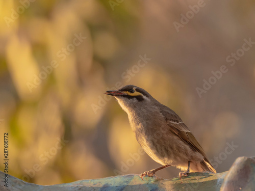 Yellow-faced Honeyeater (Lichenostomus chrysops) subspecies 