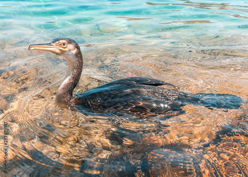 Cormorano in spiaggia