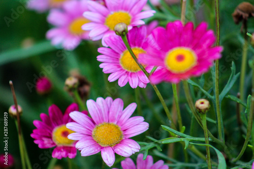 Flowers in Ollantaytambo