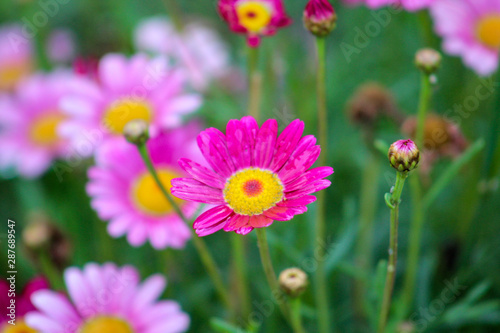 Flowers in Ollantaytambo