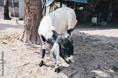 Etawa goat (Capra Aegagrus Hircus) or javanese goat on traditional animal market, java indonesia. photo