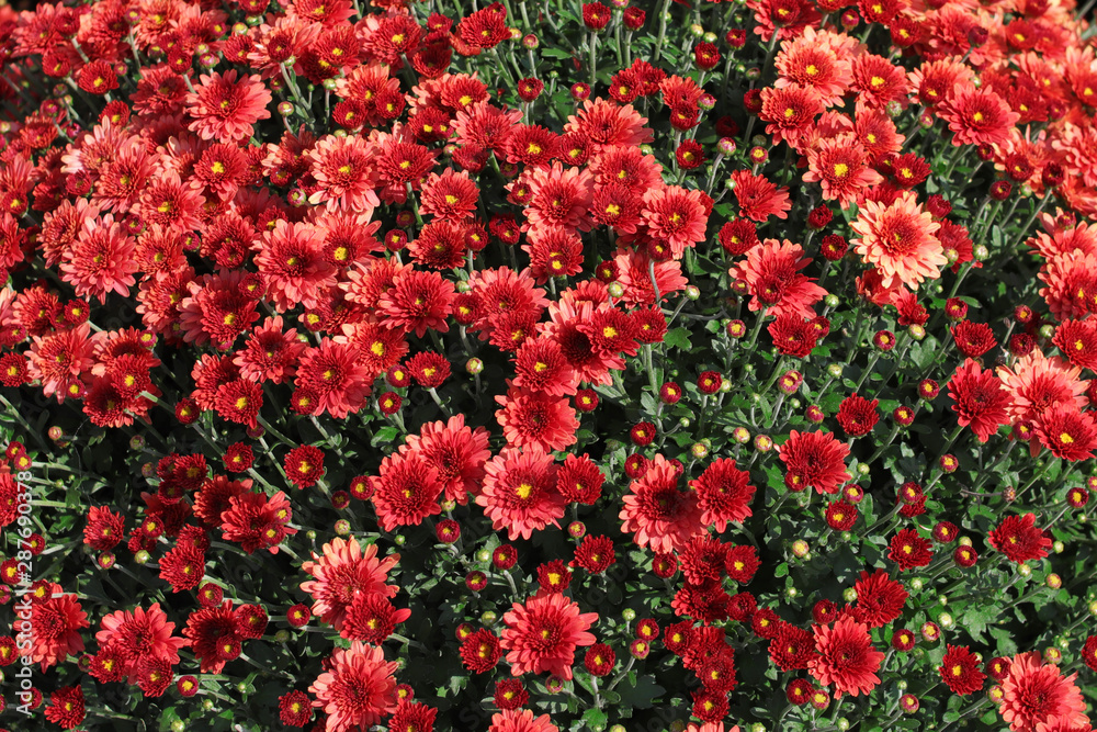 red flowers in the garden for background