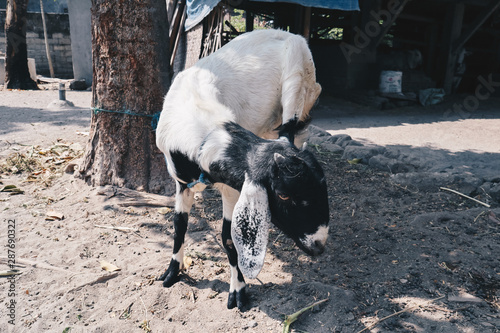 Etawa goat (Capra Aegagrus Hircus) or javanese goat on traditional animal market, java indonesia. photo