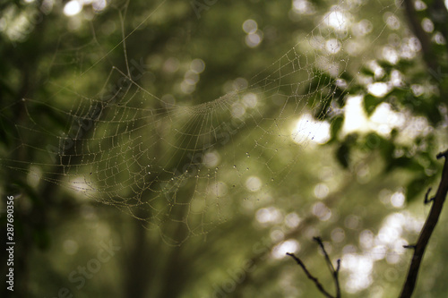 Water drops on a spider web