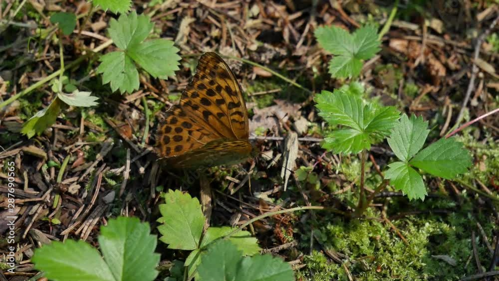 A butterfly walks on the ground in the forest. A butterfly walks on the ground in the forest.