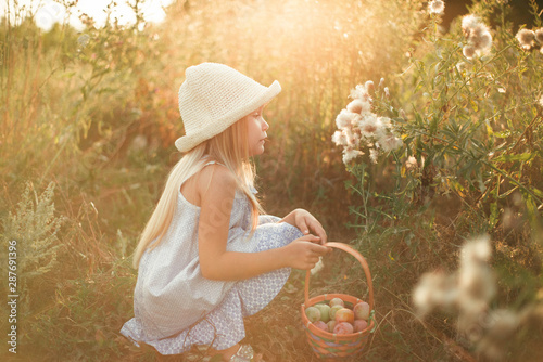 The blond girl with long hair in a hat and dress crouched near large dandelions. A child in the field with a basket in his hands. Summer harvest of apples and plums.