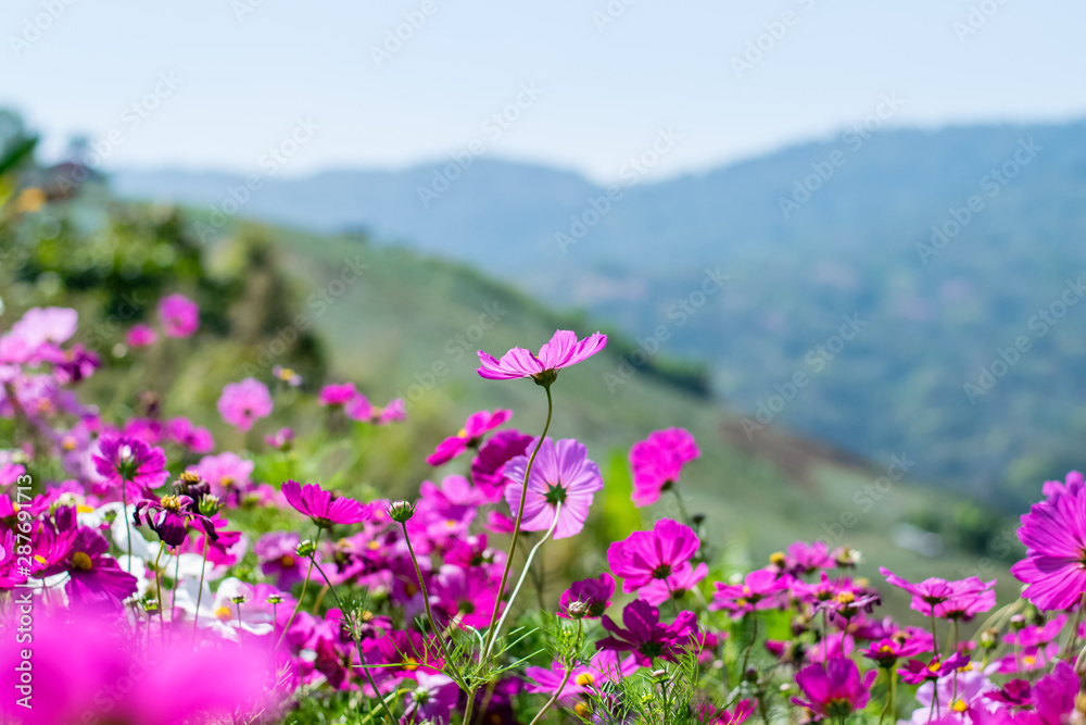 Beautiful cosmos flowers