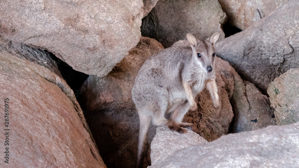 Baby Rock Wallaby on Magnetic Island in Australia Baby Rock Wallaby on Magnetic Island in Australia