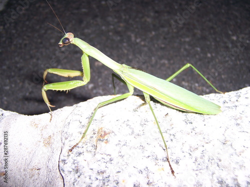praying mantis