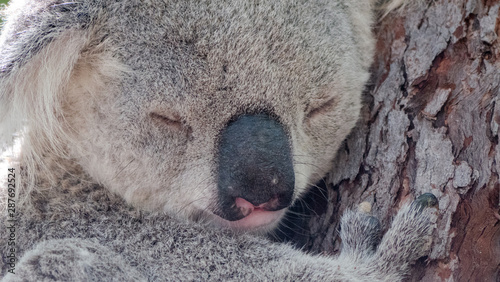 Fototapeta Naklejka Na Ścianę i Meble -  Close-up of a sleeping wild Koala on Magnetic Island in Australia