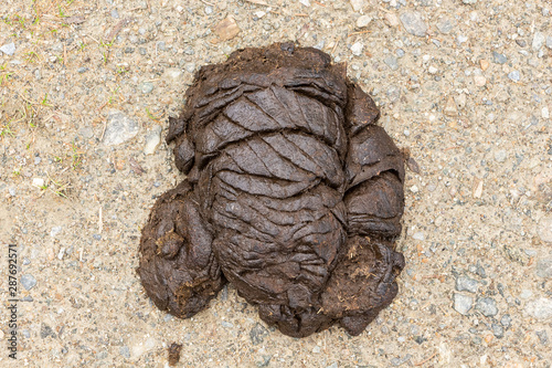 Close)up of animal (probably cow or horse) excrement on stony background presenting itself in interesting artistic shape. Concept of eco and natural agriculture.