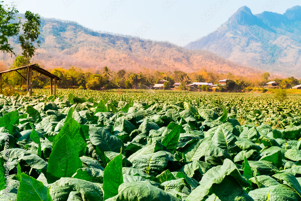 Fototapeta premium Tobacco planting in northern Thailand