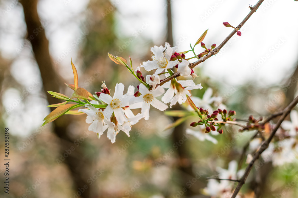 Guttiferae flower blossom Guttiferae flower blossom