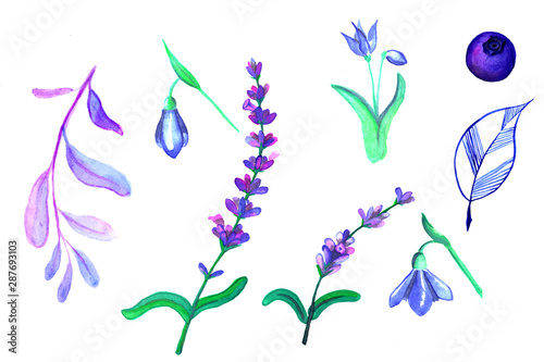freehand watercolor sketch of lavender flowers, purple twig, leaflet, blueberries, cornflowers and snowdrops
