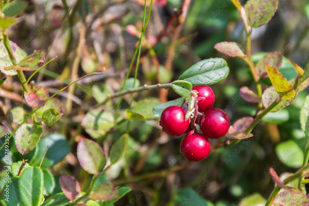 Growing lingonberries in the woods close up