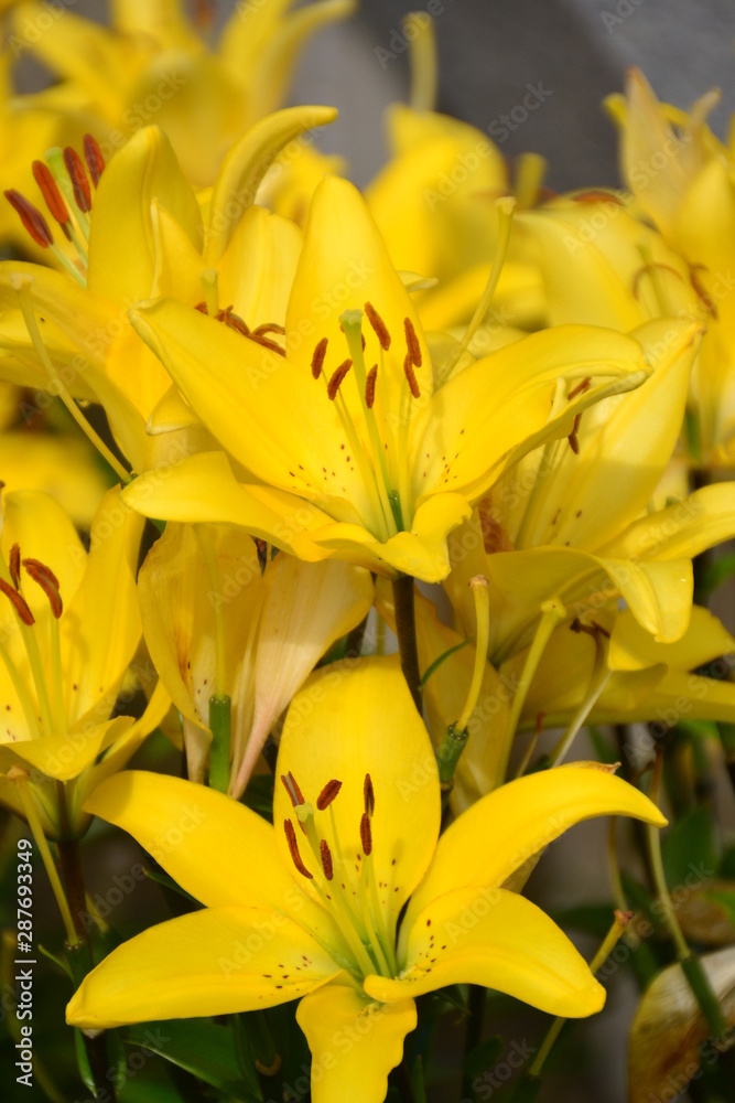 Fototapeta premium Yellow Lilies in the Garden