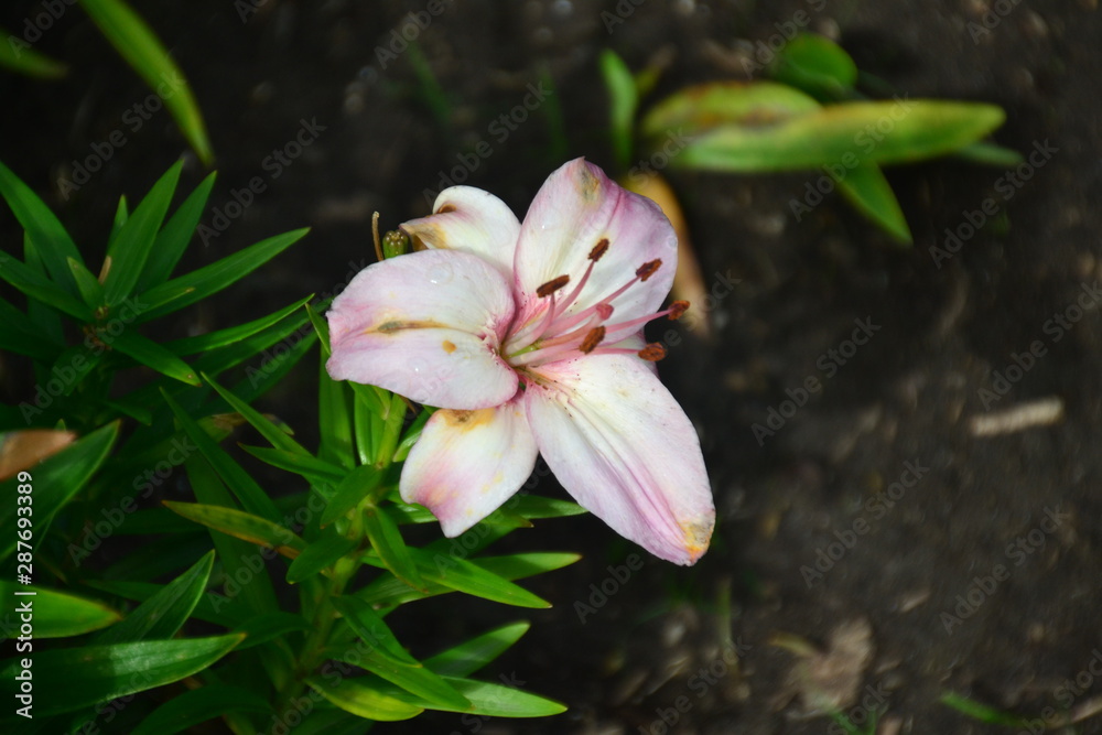 Lily in Bloom