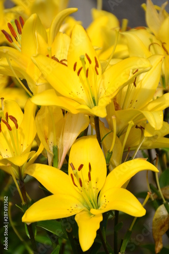 Yellow Lilies in the Garden