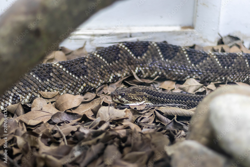 rattlesnake, poisonous snake behind the glass rattlesnake, poisonous snake behind the glass