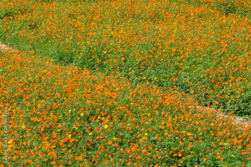 Beautiful cosmos flowers blooming in garden