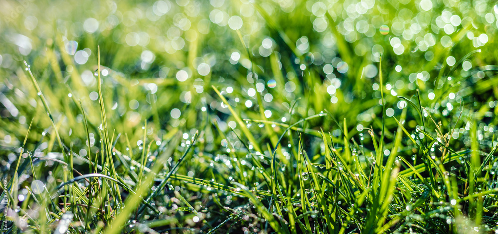 grass with dew drops closeup grass with dew drops closeup