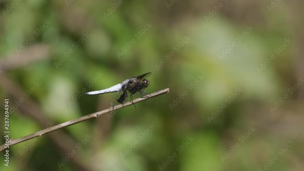 Dragonfly with white tail and body, resting on a small twig. 25 sec/ 24 fps. 40% speed. Clip 1. Dragonfly with white tail and body, resting on a small twig. 25 sec/ 24 fps. 40% speed. Clip 1.