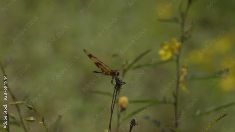 Dragonfly with brown and tan colors, resting on a dried up wildflower. 10 sec/60 fps. Original speed. Closeup. Clip10 Dragonfly with brown and tan colors, resting on a dried up wildflower. 10 sec/60 fps. Original speed. Closeup. Clip10