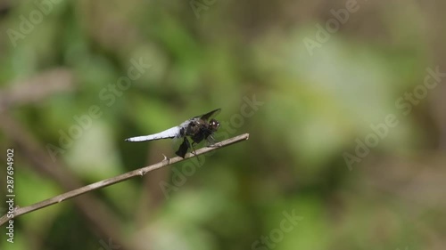 Dragonfly with white tail and body, resting on a small twig. 10 sec/60 fps. Original speed. Closeup. Clip 2 photo