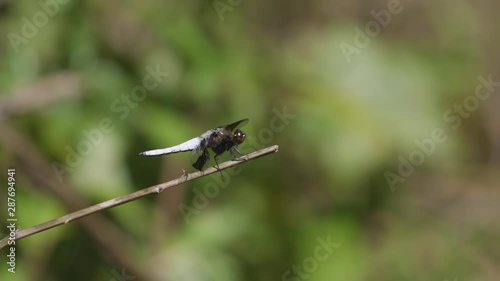 Dragonfly with white tail and body, resting on a small twig. 25 sec/ 24 fps. 40% speed. Clip 1. photo