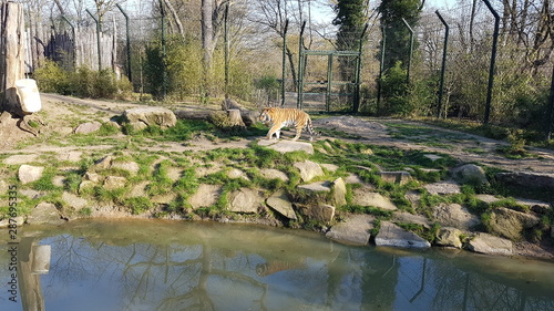 Wilde Tiere im Zoom photo