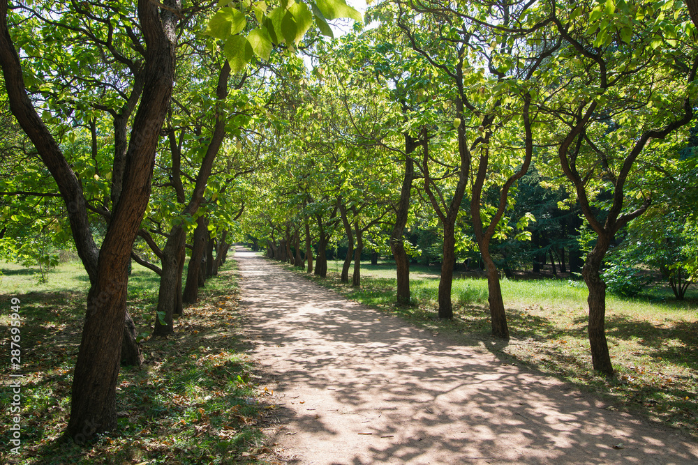 beautiful shady alley in the city park. Simferopol, Crimea beautiful shady alley in the city park. Simferopol, Crimea