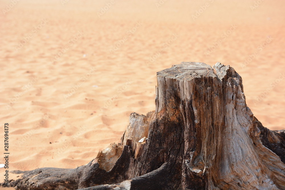 tree in sand