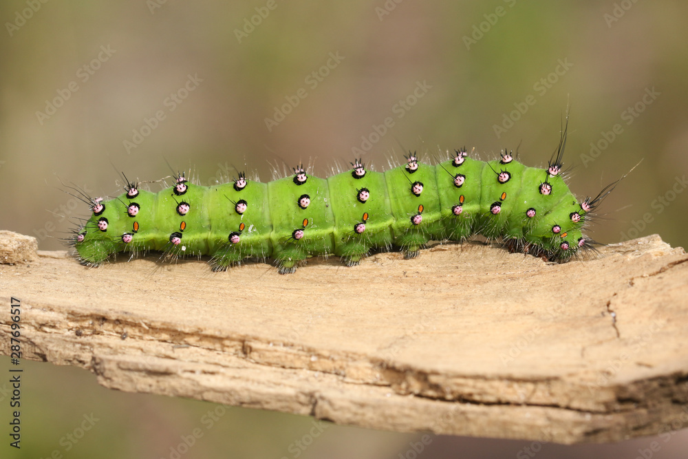 Caterpillar identification a visual guide to 32 types of 45 off