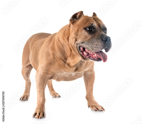 old american staffordshire terrier
