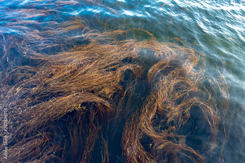 ocean seaweed