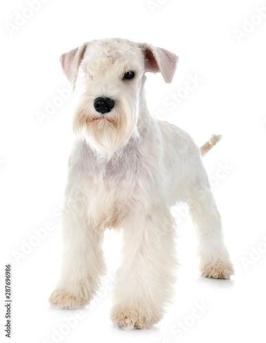 white miniature schnauzer