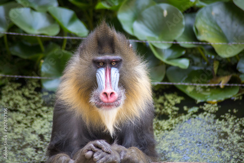 mandrill