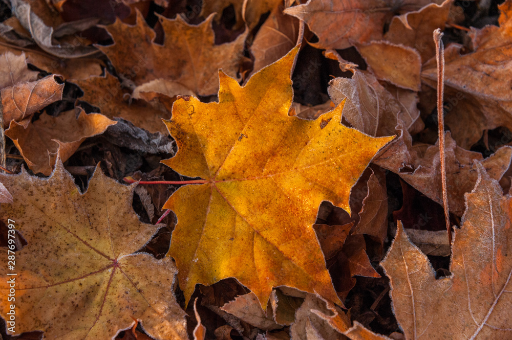 Fallen autumn leaves in hoarfrost. Brown, orange autumn background. Frost on orangeleaf. Autumn forest. Frozen surface. White frost on thin edges. Concepts: autumn, winter, cold Fallen autumn leaves in hoarfrost. Brown, orange autumn background. Frost on orangeleaf. Autumn forest. Frozen surface. White frost on thin edges. Concepts: autumn, winter, cold