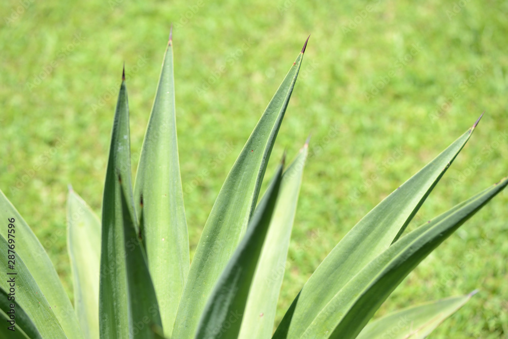 Obraz premium Green leaves of tropical plants close-up. Natural background