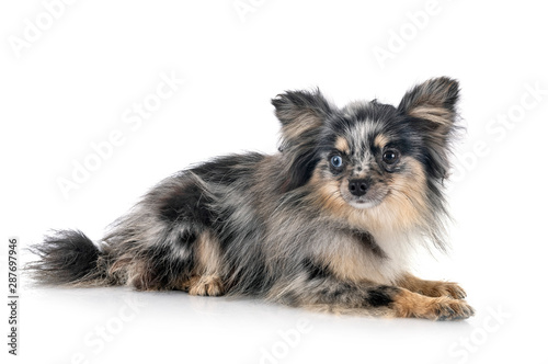 young pomeranian in studio