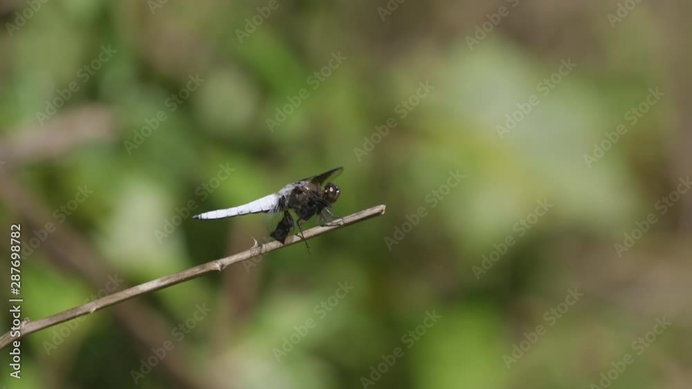 Dragonfly with white tail and body, resting on a small twig. 10 sec/60 fps. Original speed. Closeup. Clip 1. Dragonfly with white tail and body, resting on a small twig. 10 sec/60 fps. Original speed. Closeup. Clip 1.